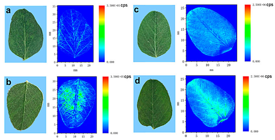 光聲無(wú)標記成像與傳統熒光標記法信噪比對比圖