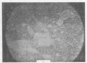 60%LC的PDLC在200倍顯微鏡下照片標尺為125微米